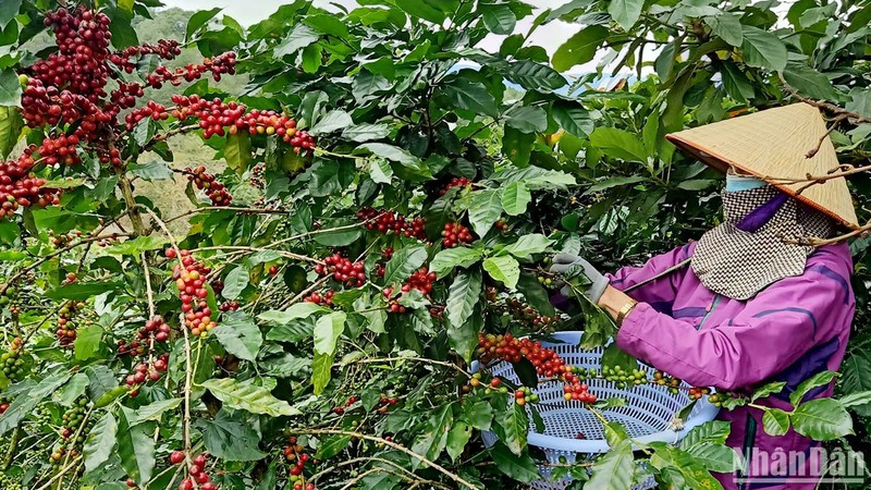 Thu hoạch cà-phê Arabica tại Lâm Đồng.