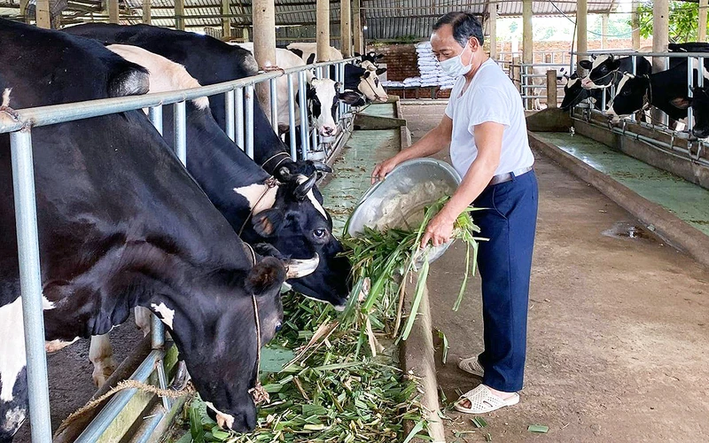 “Tỷ phú nông dân” Nguyễn Văn Nhiệm chăm sóc đàn bò trong trang trại tại xã Châu Pha, thị xã Phú Mỹ, tỉnh Bà Rịa-Vũng Tàu. (Ảnh nhân vật cung cấp)