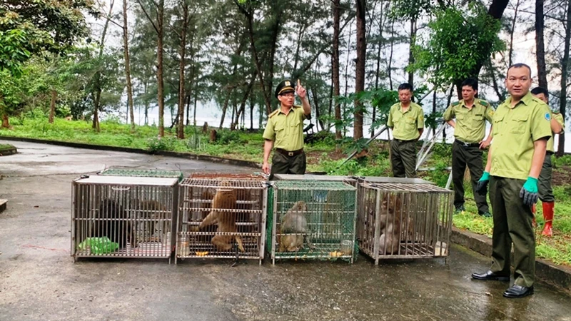 Thả 10 cá thể khỉ được cứu hộ ở Sa Pa-Lào Cai về Vườn quốc gia Bái Tử Long, tỉnh Quảng Ninh. (Ảnh: VĂN TÚ)