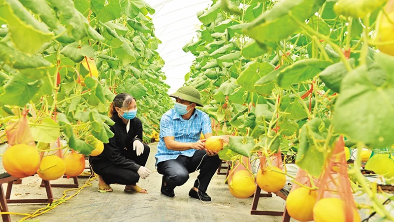 Cán bộ Phòng Nông nghiệp và Phát triển nông thôn huyện Yên Dũng thăm khu trồng dưa hoàng hậu của Hợp tác xã Rau sạch Yên Dũng. (Ảnh: Báo Bắc Giang)