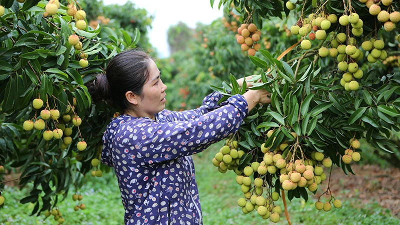 Người dân Lục Ngạn (Bắc Giang) chăm sóc vải thiều. (Ảnh: Thành Đạt)