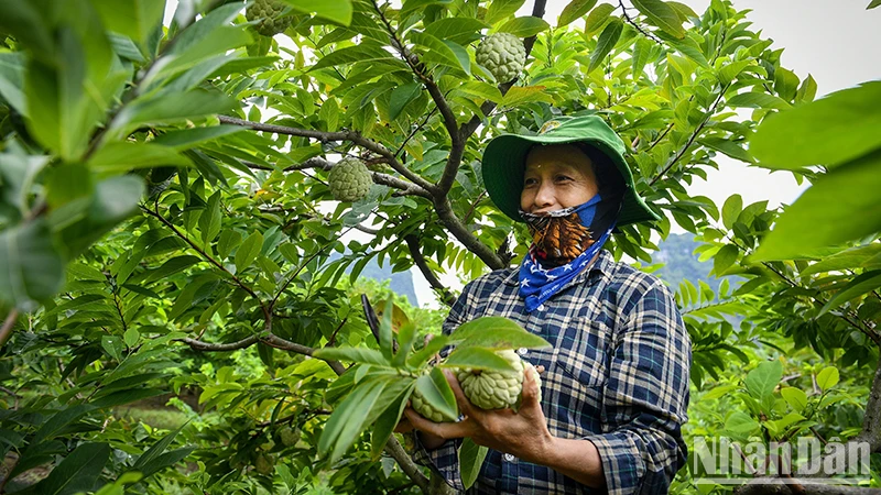 Người dân huyện Chi Lăng, tỉnh Lạng Sơn thu hoạch na. (Ảnh: Thành Đạt)