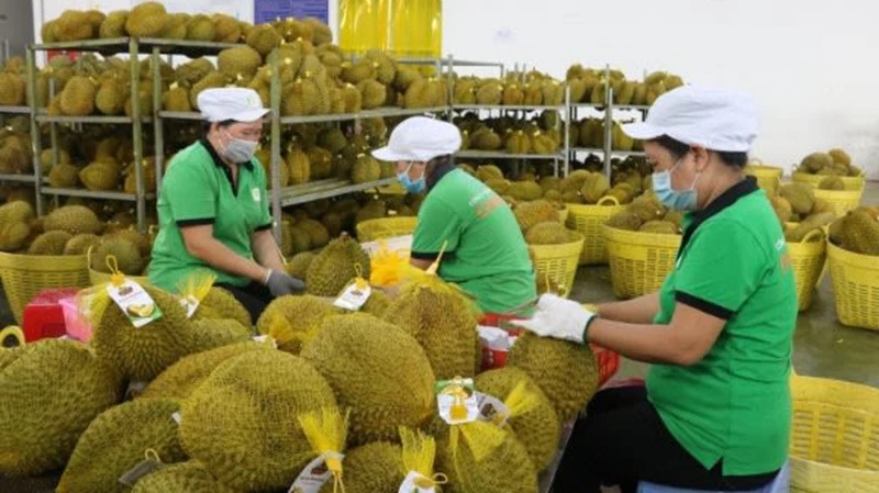 Sản phẩm trái sầu riêng đạt OCOP 4 sao của Công ty trách nhiệm hữu hạn Xuất nhập khẩu trái cây Chánh Thu (Bến Tre).