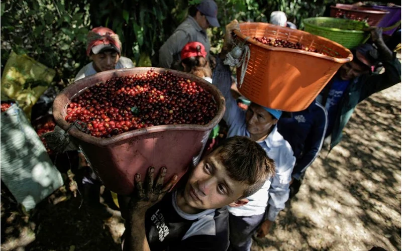 Nông dân Costa Rica thu hoạch cà-phê. (Ảnh: Reuters)