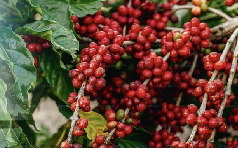 Giá cà-phê tăng vọt do lo ngại nguồn cung Brazil bị thời tiết đe dọa
