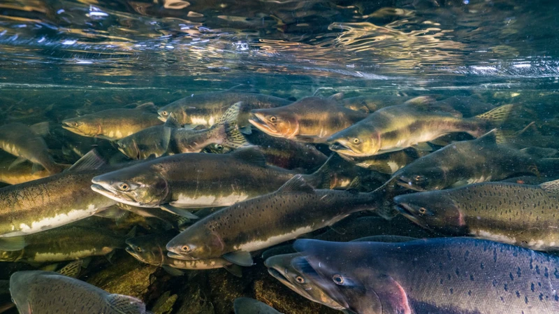 Các quần thể cá nước ngọt di cư đã giảm hơn 80% kể từ năm 1970. (Ảnh: nationalgeographic.com)