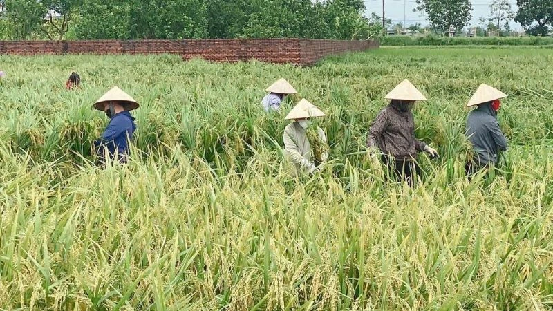 Phụ nữ huyện Mê Linh giúp bà con gặt lúa sớm.