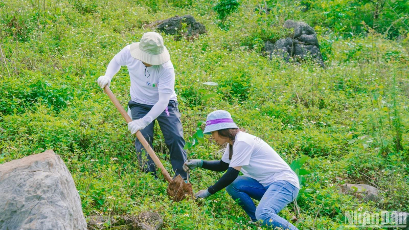 Các tình nguyện viên trồng rừng tại xã Vân Hồ, huyện Vân Hồ, tỉnh Sơn La.