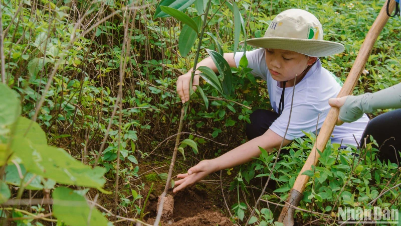 Một tình nguyện viên nhỏ tuổi hăng hái trồng cây tại dải rừng Pa Cốp-Hua Tạt, huyện Vân Hồ, tỉnh Sơn La.