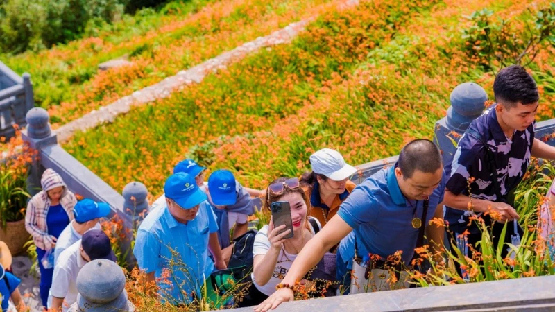 Du khách hào hứng check-in tại cánh đồng hoa đang bừng nở cheo leo dọc theo lối lên đỉnh Fansipan.