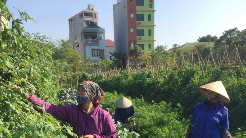 Thu hoạch rau tại Hợp tác xã Dịch vụ nông nghiệp sạch hữu cơ Thanh Xuân, xã Thanh Xuân, huyện Sóc Sơn (Hà Nội).