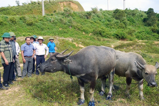 Phó Chủ tịch Thường trực UBND tỉnh Quảng Trị Hà Sỹ Đồng (ngoài cùng bên trái) kiểm tra công tác phòng chống dịch lở mồm long móng tại huyện Hướng Hóa.