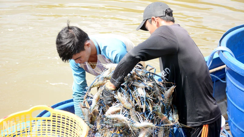 9 tháng năm 2023, sản lượng khai thác, nuôi trồng thủy sản tỉnh Kiên Giang đạt hơn 578.100 tấn. 