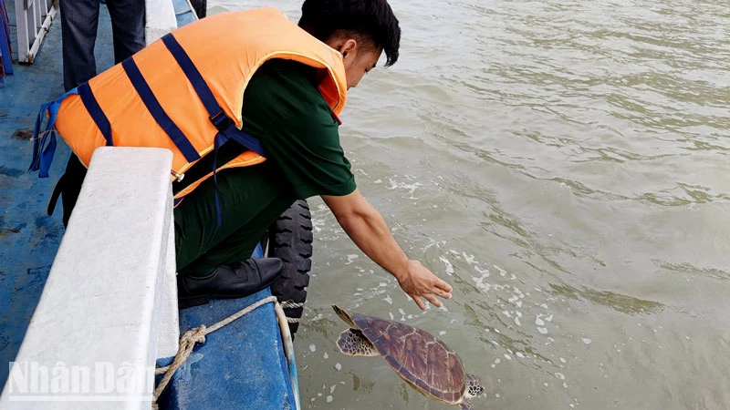 Cán bộ Đồn Biên phòng cửa khẩu cảng Hòn Chông thả rùa biển về môi trường tự nhiên.