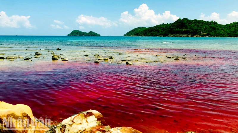 Hiện tượng nước biển chuyển từ màu xanh thông thường sang màu đỏ ở xã đảo Thổ Châu. 