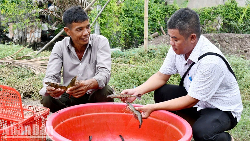 Ông Danh Kha (bên trái) thu hoạch tôm.