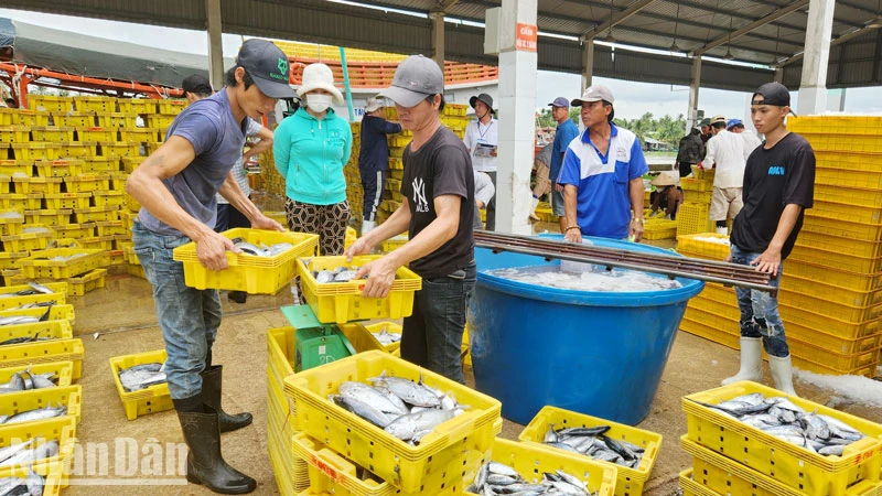 Năm 2024, kinh tế của tỉnh Kiên Giang tăng trưởng đạt 7,5%.