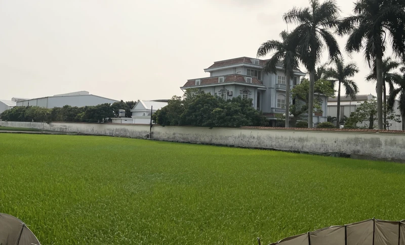 Lúa và rau mầu bên cạnh Công ty Thương mại Tuấn Tú phát triển bình thường và xanh tốt.