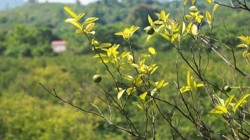 Cây cam bị bệnh vàng lá, khô đầu cành ở Hà Giang. 