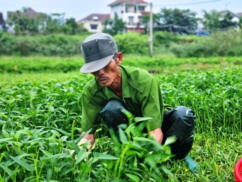 Bà con nông dân vùng trồng rau La Hường tất bật thu hoạch rau chạy bão số 4.