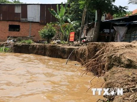 Bờ sông Tiền, đoạn thuộc xã Tân Quới, huyện Thanh Bình, tỉnh Đồng Tháp bị sạt lở. (Ảnh: TTXVN)