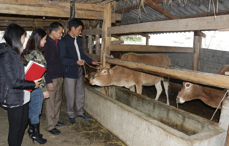 Nhiều hộ dân tại huyện Hoàng Su Phì (Hà Giang) đầu tư chăn nuôi bò theo quy mô trang trại. 
