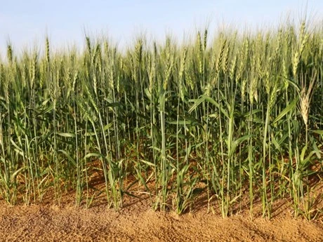 Cây lúa mì được trồng tại trang trại ở thị trấn Mleiha. (Nguồn: Reuters)