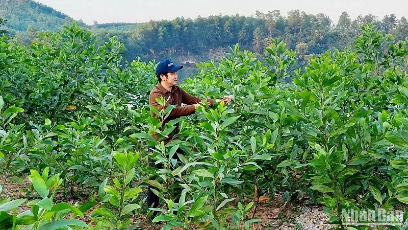 Rừng trồng thay thế tại một dự án ở tỉnh Quảng Bình.