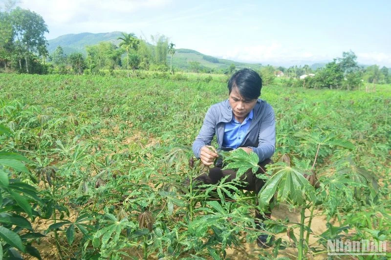 Bệnh khảm lá sắn lây lan nhanh, gây thiệt hại nặng cho nông dân Quảng Ngãi.