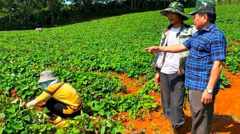 Việc cơ sở đóng gói khoai lang được cấp mã số xuất khẩu sang Trung Quốc sẽ tạo cơ hội cho người trồng tại tỉnh Đắk Nông có cơ hội phát triển kinh tế và làm giàu bằng sản xuất nông nghiệp. 