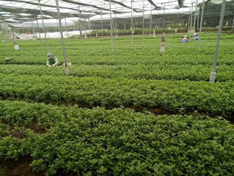 Trồng rau xanh trong khu nhà màng tại Hợp tác xã Bắc Hồng (Đông Anh, Hà Nội), Nguồn Agribank.