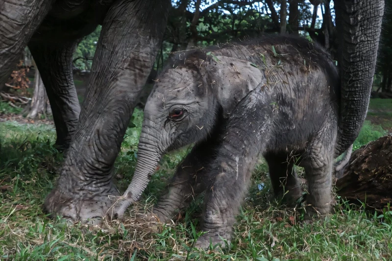 Một con voi Sumatra cái đã chào đời tại công viên sinh thái Buluh Cina ở Riau trên đảo Sumatra, Indonesia. Ảnh: phys.org