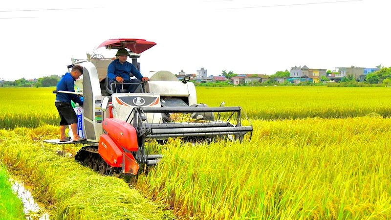 Nông dân huyện Nam Trực (Nam Định) sử dụng máy gặt để thu hoạch lúa vụ xuân 2024. (Ảnh: XUÂN TRƯỜNG)