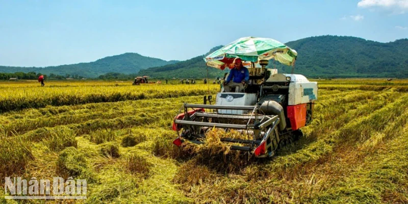 Thu hoạch lúa hè thu ở Nghi Xuân (Hà Tĩnh). Ảnh Đậu Hà.