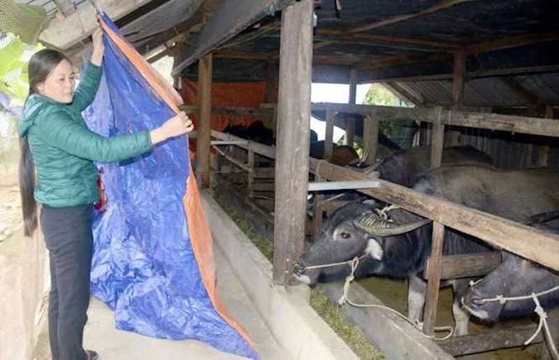 Người dân ở xã vùng cao, huyện Hải Hà chủ động che chắn chuồng trại tránh rét cho đàn gia súc.