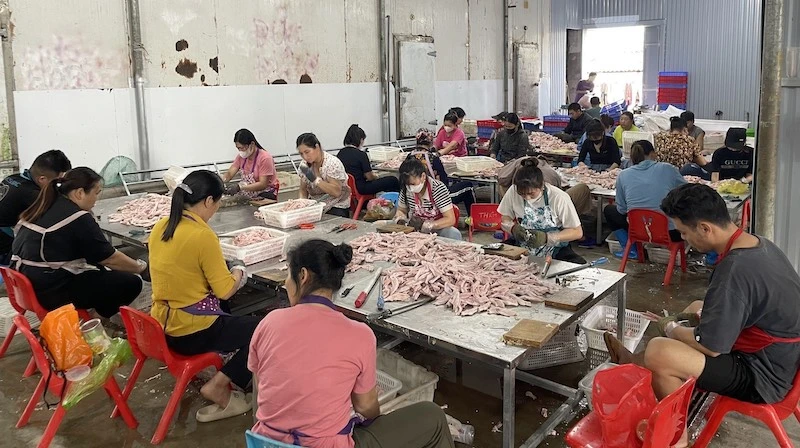 Các công nhân đang chế biến 2 tấn chân vịt không rõ nguồn gốc tại cơ sở chế biến của ông Phạm Văn Lâm ở thôn Đông Hợp, xã Đông Xá, huyện Vân Đồn, tỉnh Quảng Ninh.