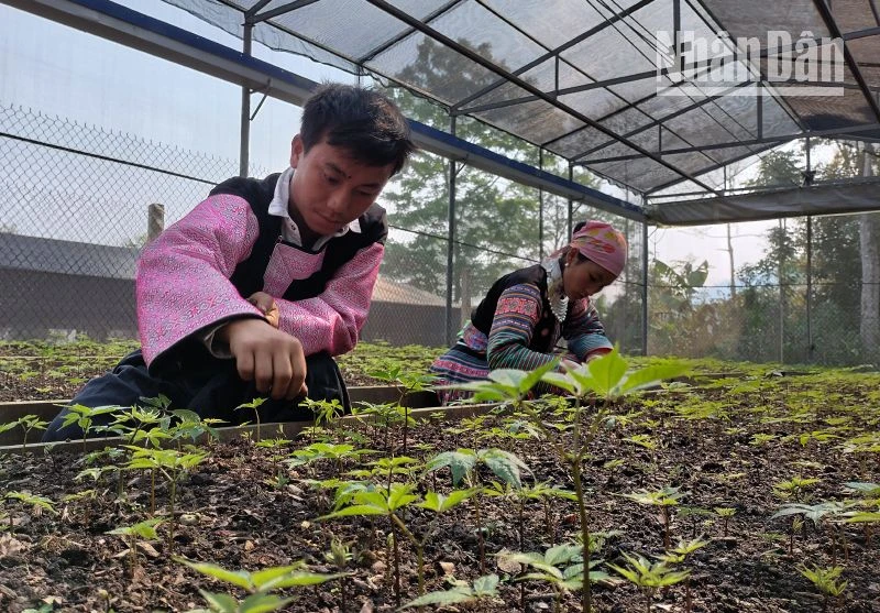 Sâm Ngọc Linh đã được trồng thành công bằng hạt tại Sơn La, với tỷ lệ nảy mầm đạt 100%.