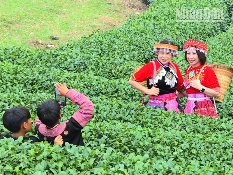 Du khách mặc trang phục dân tộc H'Mông chụp ảnh ở đồi chè trái tim. 