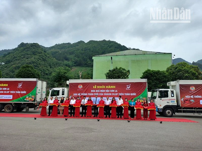 Cắt băng khởi hành đưa quả mận hậu Sơn La vào hệ thống phân phối của Sài Gòn Co.op.