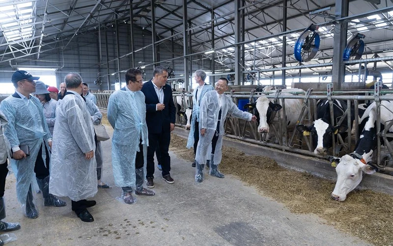 Đoàn công tác Đại sứ quán thăm trang trại chăn nuôi bò của Tập đoàn TH tại Nga. 