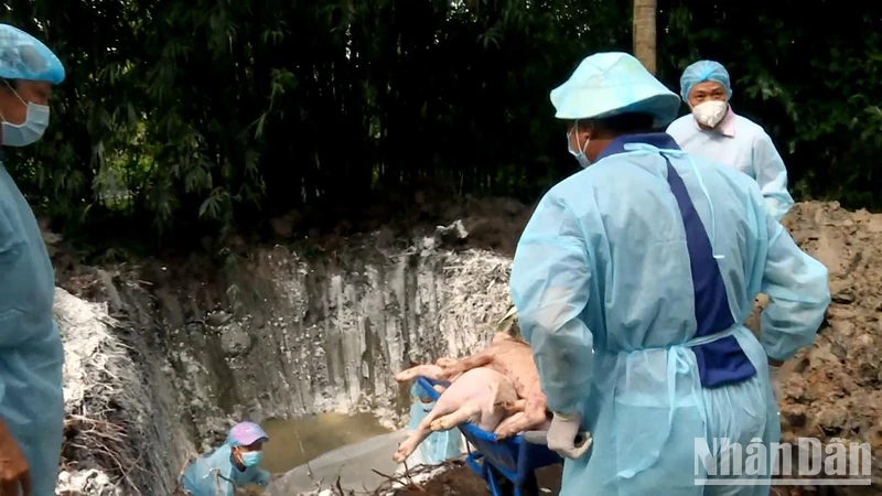 Đàn lợn của một hộ chăn nuôi tại huyện Trà Cú nhiễm bệnh được các nhân viên Chi cục Chăn nuôi và Thú y tỉnh Trà Vinh tiến hành tiêu hủy.