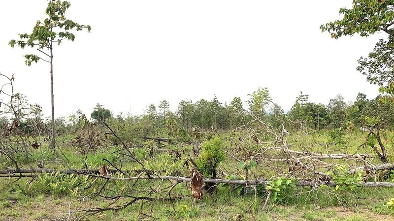 Do buông lỏng quản lý để nhiều diện tích rừng tự nhiên bị chặt phá, lấn chiếm trái phép, nên Ủy ban Kiểm tra Tỉnh ủy Đắk Lắk xem xét dấu hiệu vi phạm để xử lý đối với đồng chí Nguyễn Văn Đính, nguyên Chủ tịch kiêm Giám đốc Công ty Rừng Xanh.