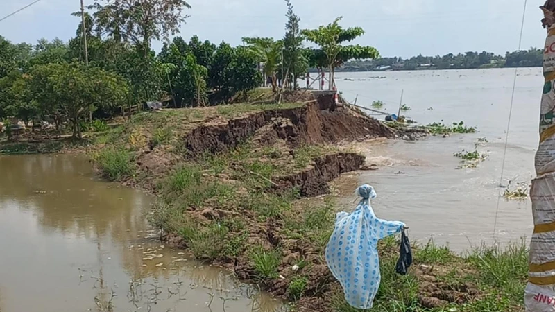 Sạt lở nghiêm trọng tại khu vực cồn Phú Đa làm thiệt hại đất đai và vườn cây ăn trái của người dân. 
