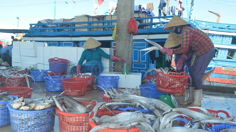 Mua bán hải sản tại cảng cá Tịnh Kỳ, thành phố Quảng Ngãi.