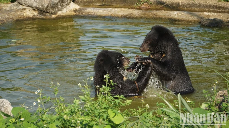 Những chú gấu được cứu hộ, chăm sóc cẩn thận tại Cơ sở bảo tồn gấu Ninh Bình.