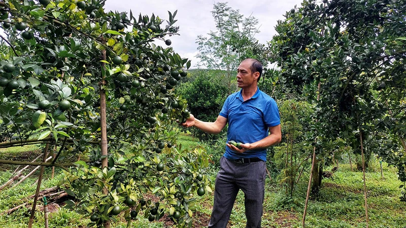 Chuyển đổi từ trồng cao su sang cây ăn trái giúp cho hộ ông Nguyễn Xuân Đại thu nhập trung bình gần 100 triệu đồng/sào/năm. 