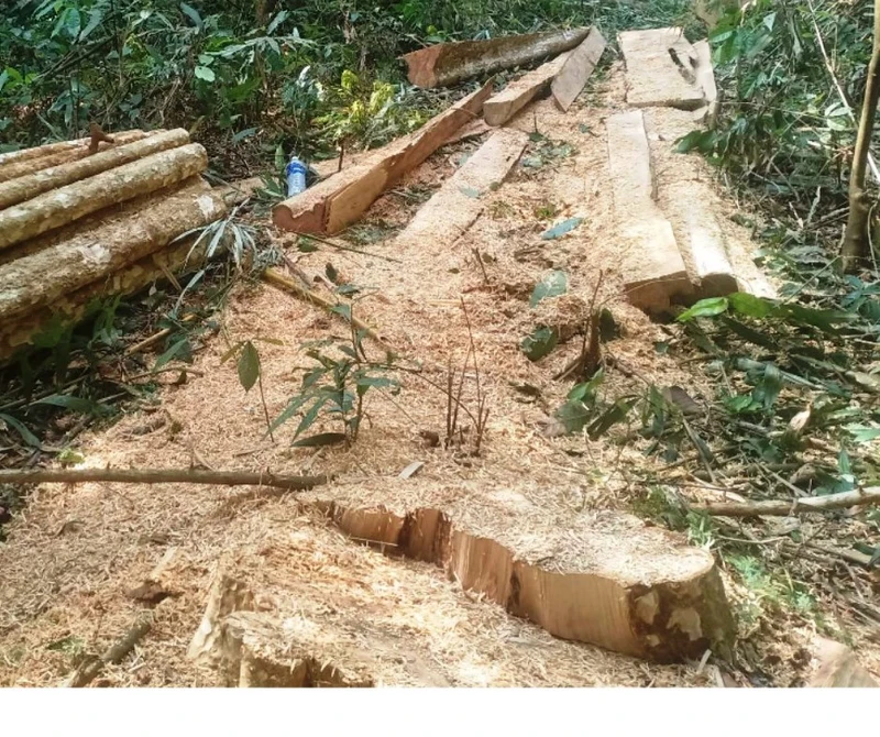 Hiện trường vụ khai thác gỗ trái phép tại lô 17 khoảnh 8, tiểu khu 1481 Công ty TNHH MTV Lâm nghiệp Nam Tây Nguyên.