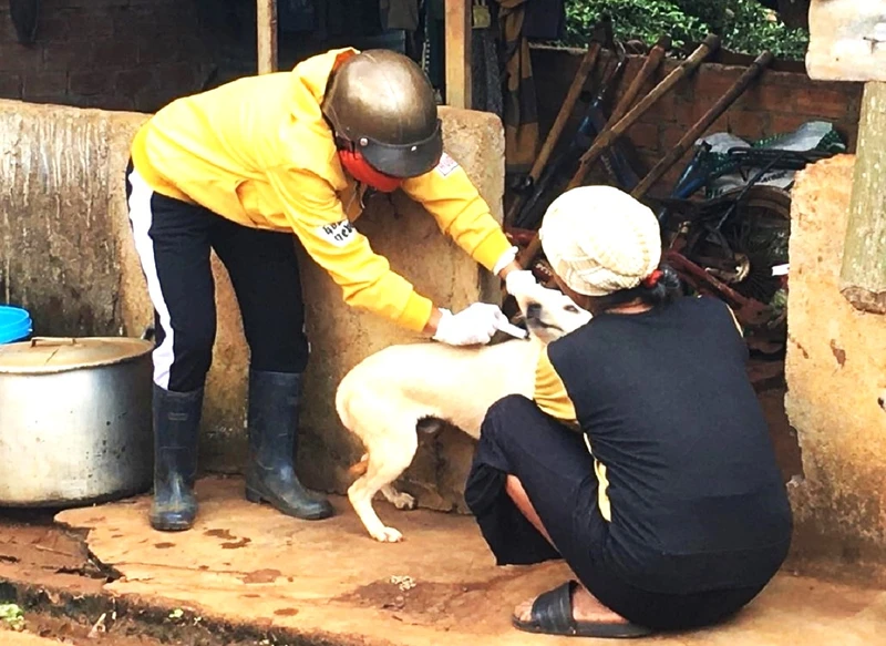 Ngành chăn nuôi-thú y tỉnh Đắk Lắk đang đẩy nhanh tiến độ tiêm phòng bệnh dại cho đàn chó, mèo trên địa bàn.
