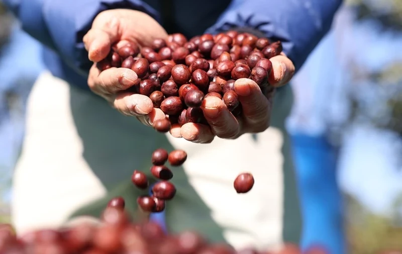 Cà-phê Việt Nam được thị trường Algeria đánh giá cao. (Ảnh: Tuấn Anh/TTXVN)