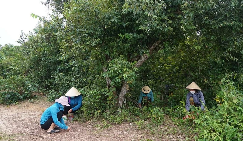 Dưới tán cây dẻ, phụ nữ xã Quảng Lưu cần mẫn nhặt hạt dẻ.